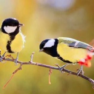 673333_f0082f03b254f54a22c20517e6c64e09_mdsq - BIRDS