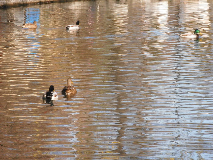 PC050168 - IN PARC