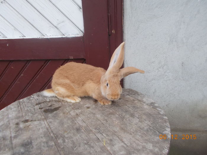 certificat de origine