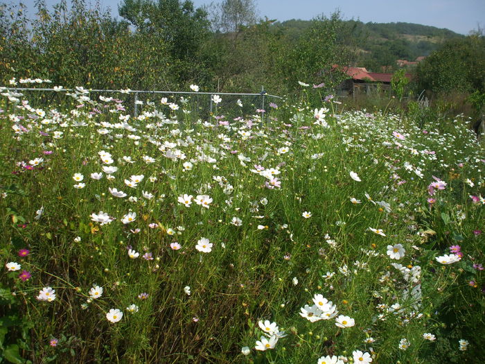 DSCF7948 - gradina toamna 2015