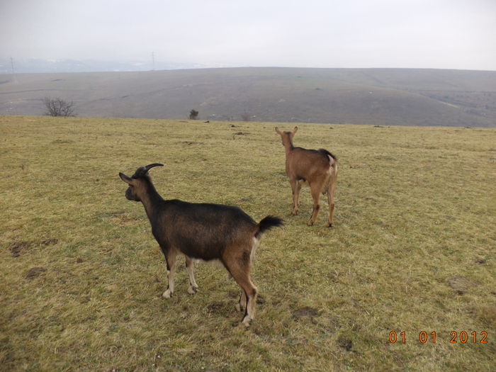 Pe dealul Vaii cu Alpinele in decembrie