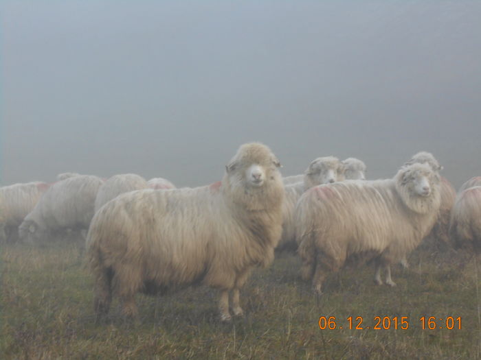 Picture 1522 - Turcana-Alba 2015