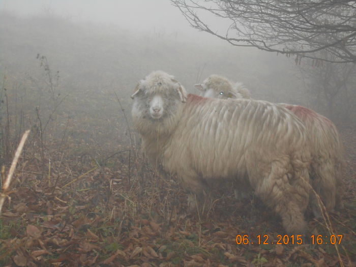 Picture 1539 - Turcana-Alba 2015