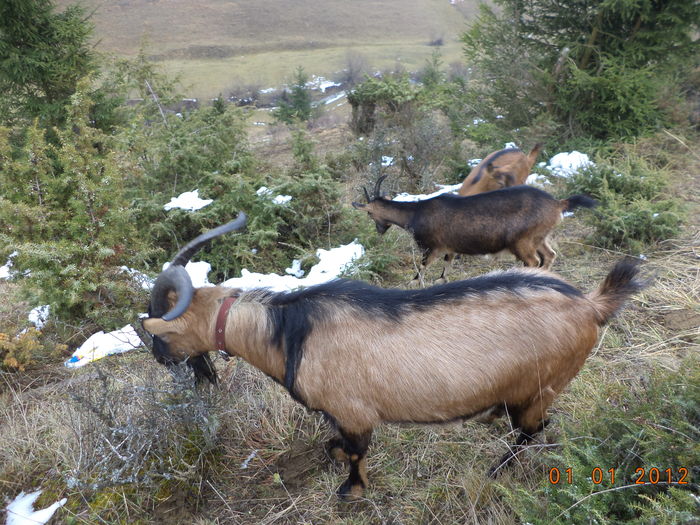 Cezar impunatorul-7sf - Alpinele pe deal in 6 decembrie de Mos Nicolaie