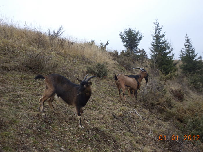 Locuri frumoase cu ienupar si crusin