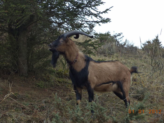 Cezar la un molid-54 - Alpinele pe deal in 6 decembrie de Mos Nicolaie