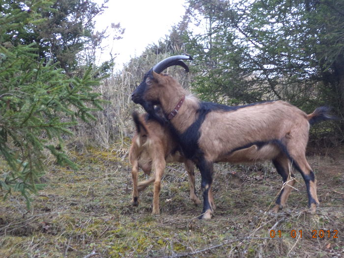 Cezar si Caprioara-7j