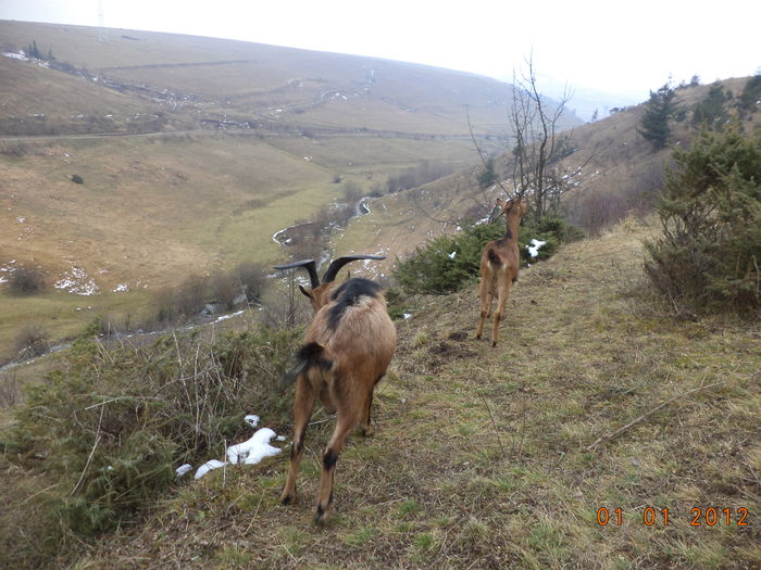 La cetina si uscaturi