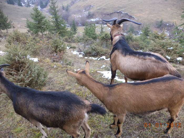 Pe dealul vaii la cetina-8e4