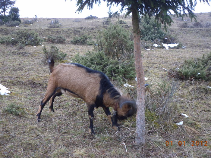 Cezar are treaba cu molidul - Alpinele pe deal in 6 decembrie de Mos Nicolaie