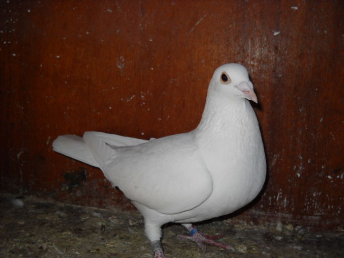 m 2o15 - 1 ABC PUI VOIAJORI octombrie 2015