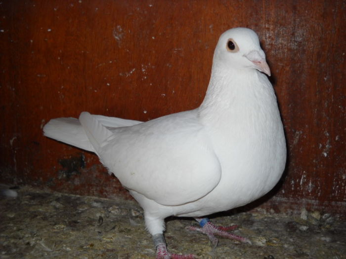 m 2015 - 1 ABC PUI VOIAJORI octombrie 2015