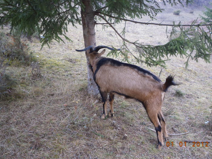 Cezar la rasina de molid