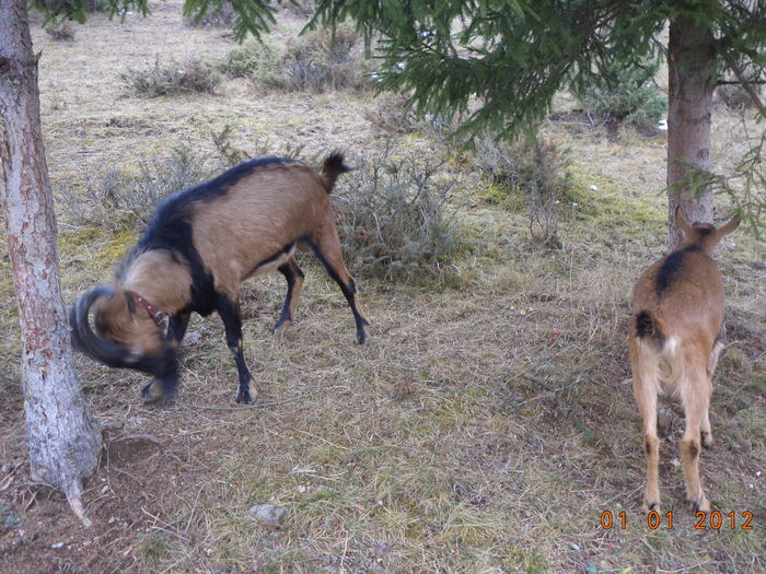 Cezar nervos pe un molid-pp7