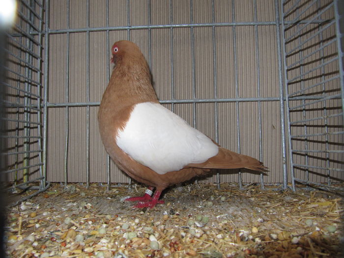 Leipzig 2015 118 - Expo Leipzig 2015