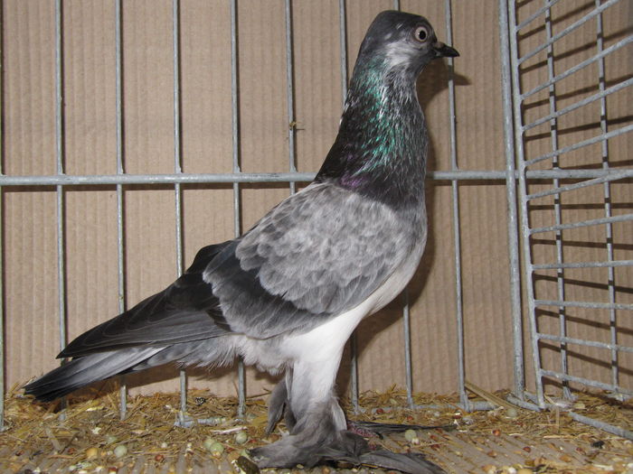 Leipzig 2015 119 - Expo Leipzig 2015