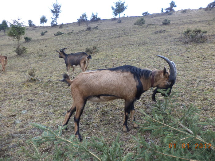 Tot la cetina de molid-u76