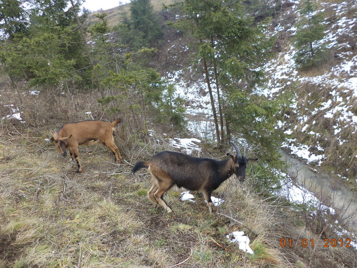 Alpinele printre molizi taiati de tigani