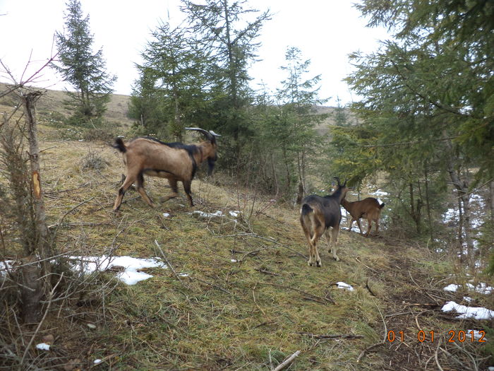 Alpinele la zbenguiala-834