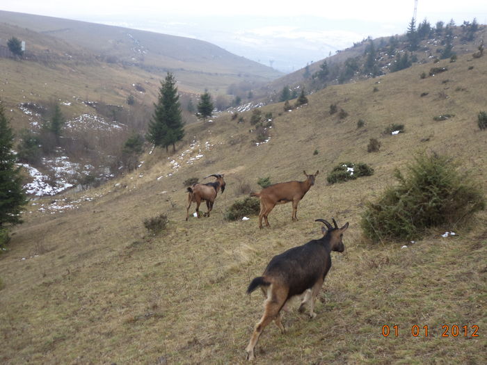 Paraul Baicaului iarna