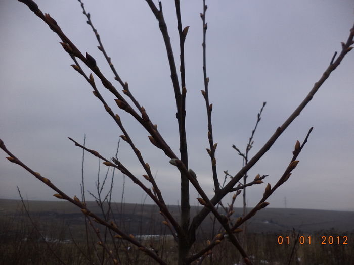 Salcie capreasca inmugurita in 6 decembrie