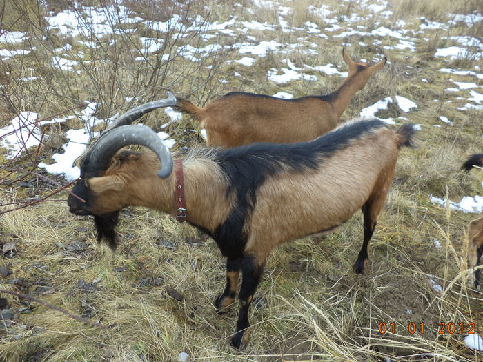 Delicatese la muguri de salcie-3