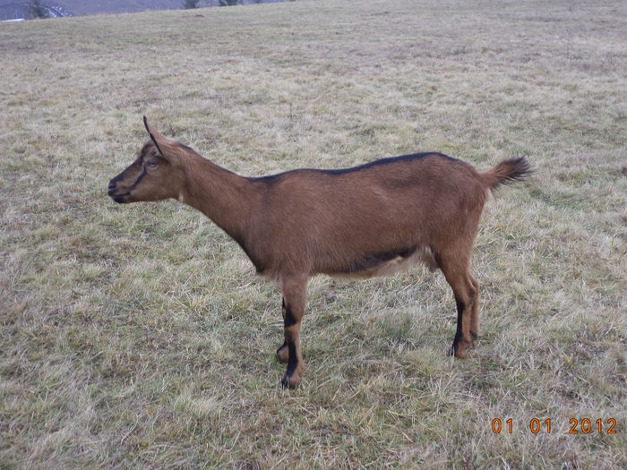 Caprioara subtirica-u78