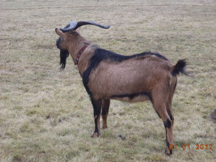 Cezar face in ianuarie 2016 2 ani