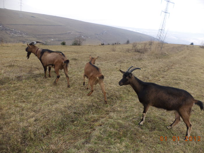Pe dealul vaii cu Alpinele-hh6 - Alpinele pe deal in 6 decembrie de Mos Nicolaie