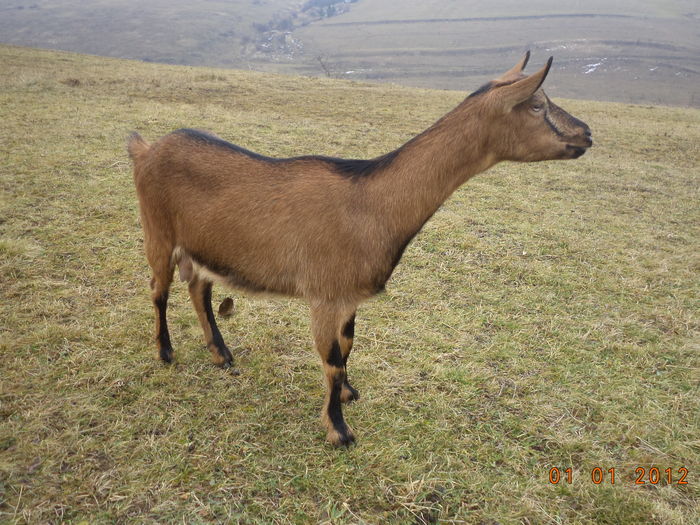 Caprioara mereu atenta-65t - Alpinele pe deal in 6 decembrie de Mos Nicolaie