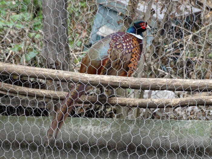 DSC04577 - Fazani 2015