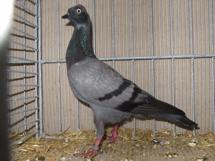 Leipzig 2015 124 - Expo Leipzig 2015