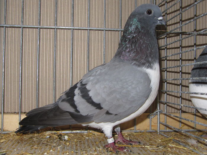 Leipzig 2015 125 - Expo Leipzig 2015