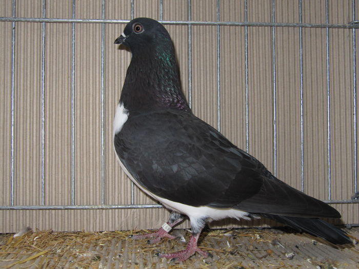 Leipzig 2015 126 - Expo Leipzig 2015