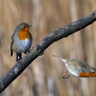 673419_17ce146a7dd796caf41f86d72dc7c4e9_mdsq - BIRDS