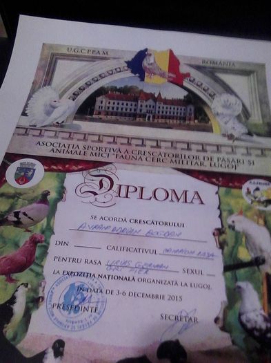 cupa si diploma lugoj 2015 006 - Cupa si diploma Expo Lugoj decembrie2015