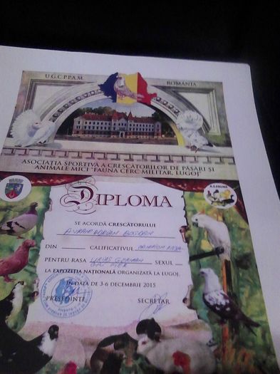 cupa si diploma lugoj 2015 007 - Cupa si diploma Expo Lugoj decembrie2015