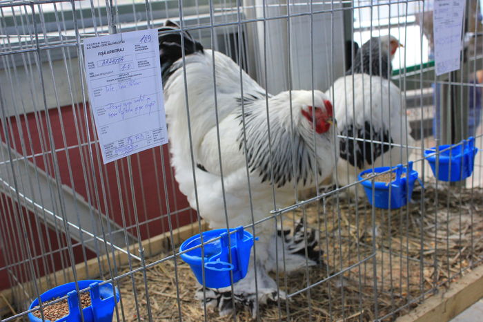 IMG_6333 - Expozitie Lugoj 2015