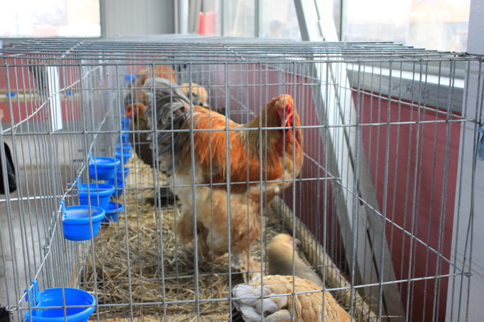 IMG_6416 - Expozitie Lugoj 2015