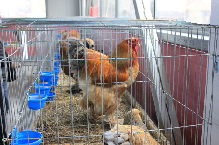 IMG_6418 - Expozitie Lugoj 2015