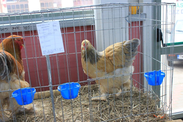 IMG_6426 - Expozitie Lugoj 2015