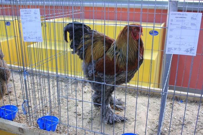 IMG_6447 - Expozitie Lugoj 2015