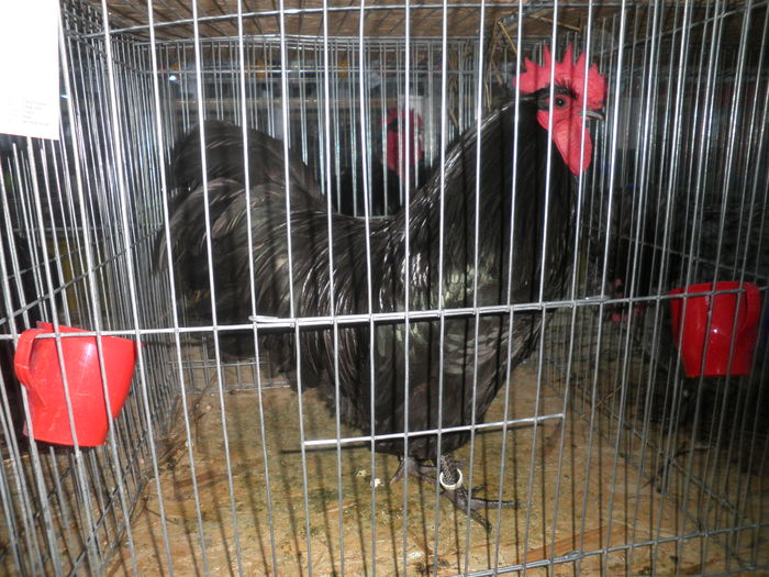 PC060002 - Australorp-CAMPION NATIONAL Lugoj dec 2015