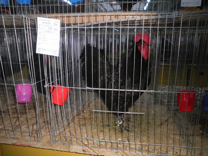 PC060009 - Australorp-CAMPION NATIONAL Lugoj dec 2015