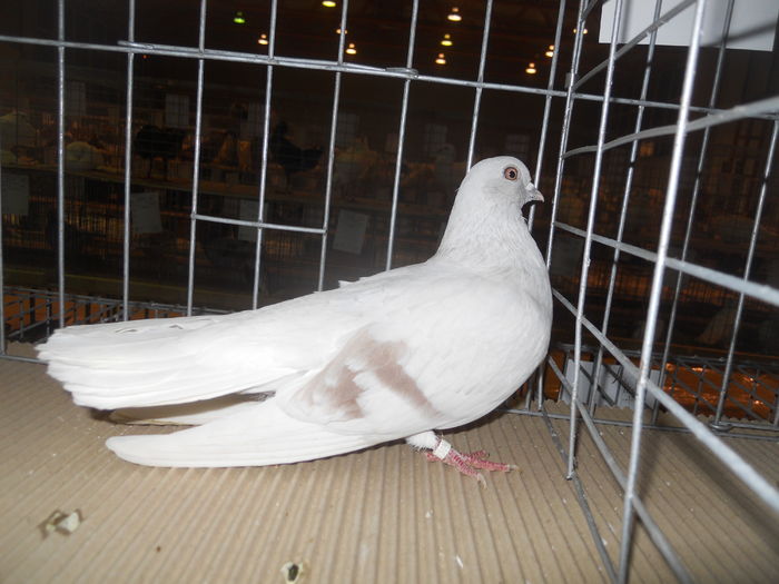 DSCN0531 - 1536a rase romanesti