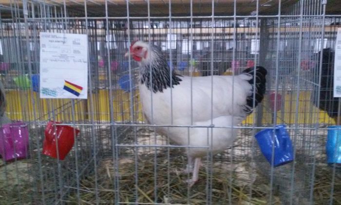 Campioana Nationala 96 pct