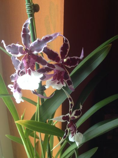 Beallara Diana Dunn 'Gothic' XL