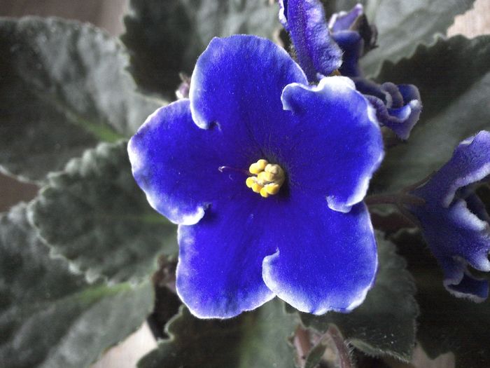 WIN_20151207_102722 - g_violete
