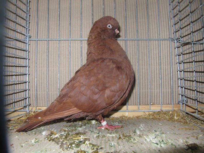 Leipzig 2015 135 - Expo Leipzig 2015