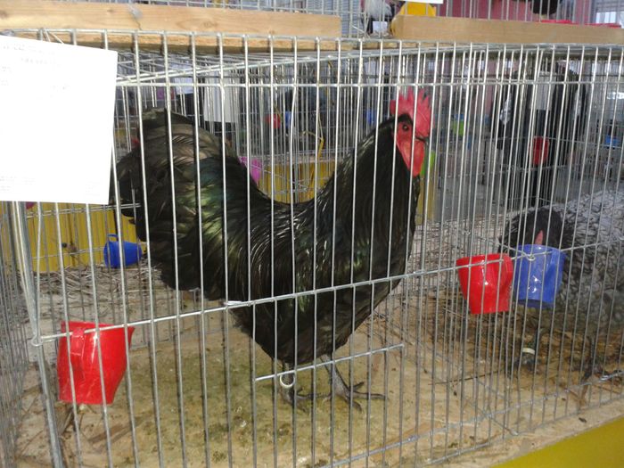 CAMPION NATIONAL Lugoj dec.2015 - AUSTRALORP